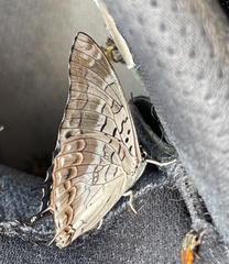 Charaxes catachrous