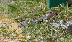 Aspidoscelis costatus