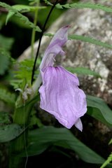 Roscoea purpurea