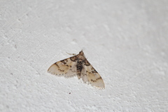 Azochis rufidiscalis