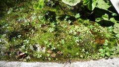 Ranunculus glabrifolius