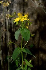Hypericum elodeoides
