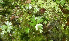 Ranunculus glabrifolius