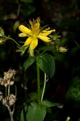 Hypericum elodeoides