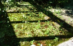 Ranunculus glabrifolius