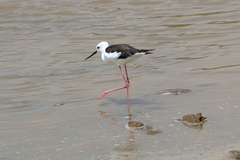 Himantopus himantopus