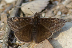 Erynnis juvenalis