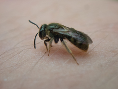 Lasioglossum bruneri