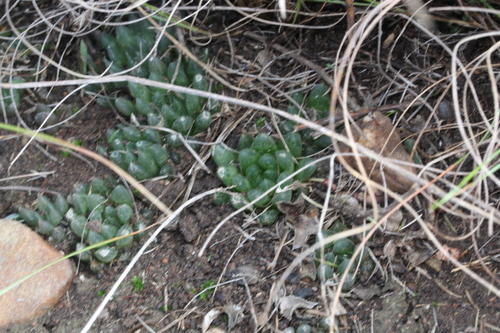 Haworthia cooperi Baker 2