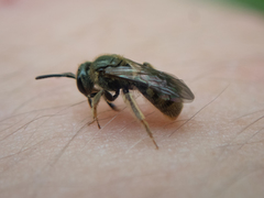 Lasioglossum bruneri