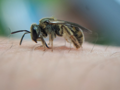 Lasioglossum bruneri