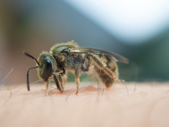 Lasioglossum bruneri
