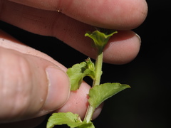 Triodanis lamprosperma