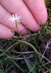 Stellaria peduncularis