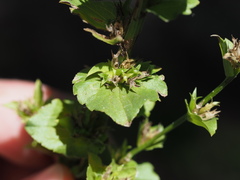 Triodanis lamprosperma