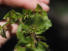 Triodanis lamprosperma