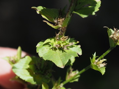 Triodanis lamprosperma