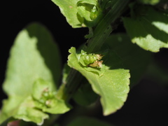 Triodanis lamprosperma