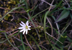 Stellaria peduncularis