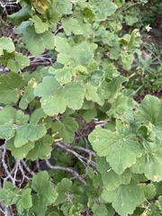 Ribes viscosissimum