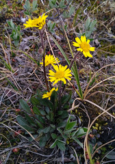 Tephroseris integrifolia atropurpurea