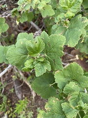 Ribes viscosissimum