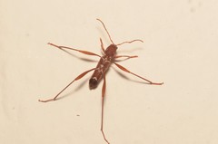 Neoclytus cacicus
