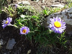 Aster alpinus