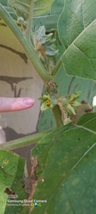 Solanum sessiliflorum