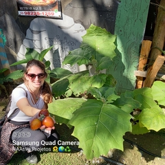 Solanum sessiliflorum