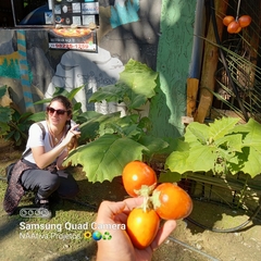 Solanum sessiliflorum