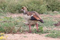 Alopochen aegyptiaca