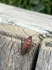 Androchirus erythropus