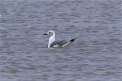 Chroicocephalus cirrocephalus