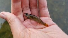 Etheostoma camurum