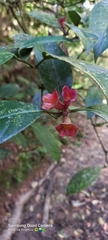 Psychotria nuda