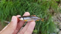 Notropis rubricroceus