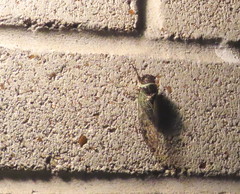 Diceroprocta marevagans