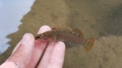 Etheostoma vulneratum