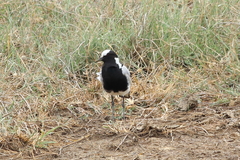 Vanellus armatus
