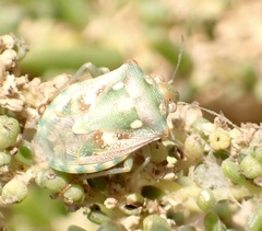 Chroantha ornatula