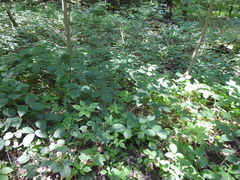 Rubus hirtus