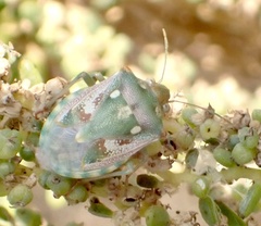 Chroantha ornatula