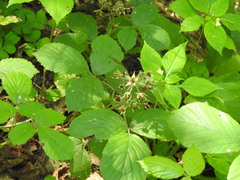 Rubus hirtus