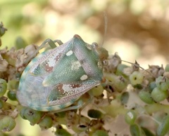 Chroantha ornatula