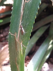 Nerioidea