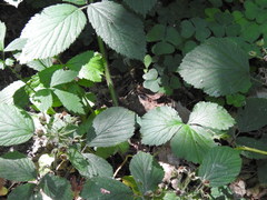 Rubus hirtus