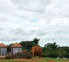 Elephantidae