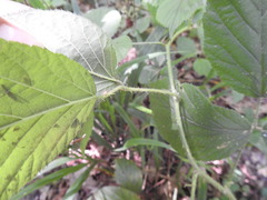 Rubus hirtus