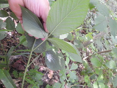 Rubus hirtus
